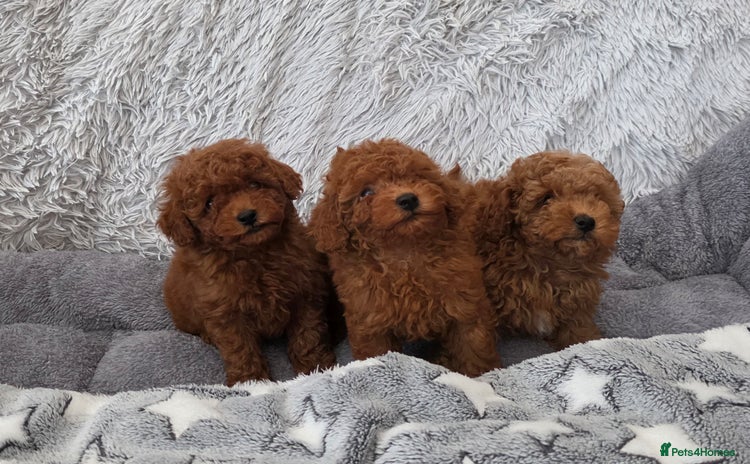 Toy Poodle dogs - Advert 2