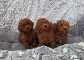 Toy Poodle dogs Stunning small kc registered red toy poodles - Advert 2
