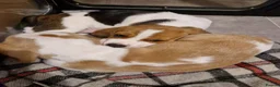 Beagle dogs for sale: 5 gen kc registered beagles - Advert 5