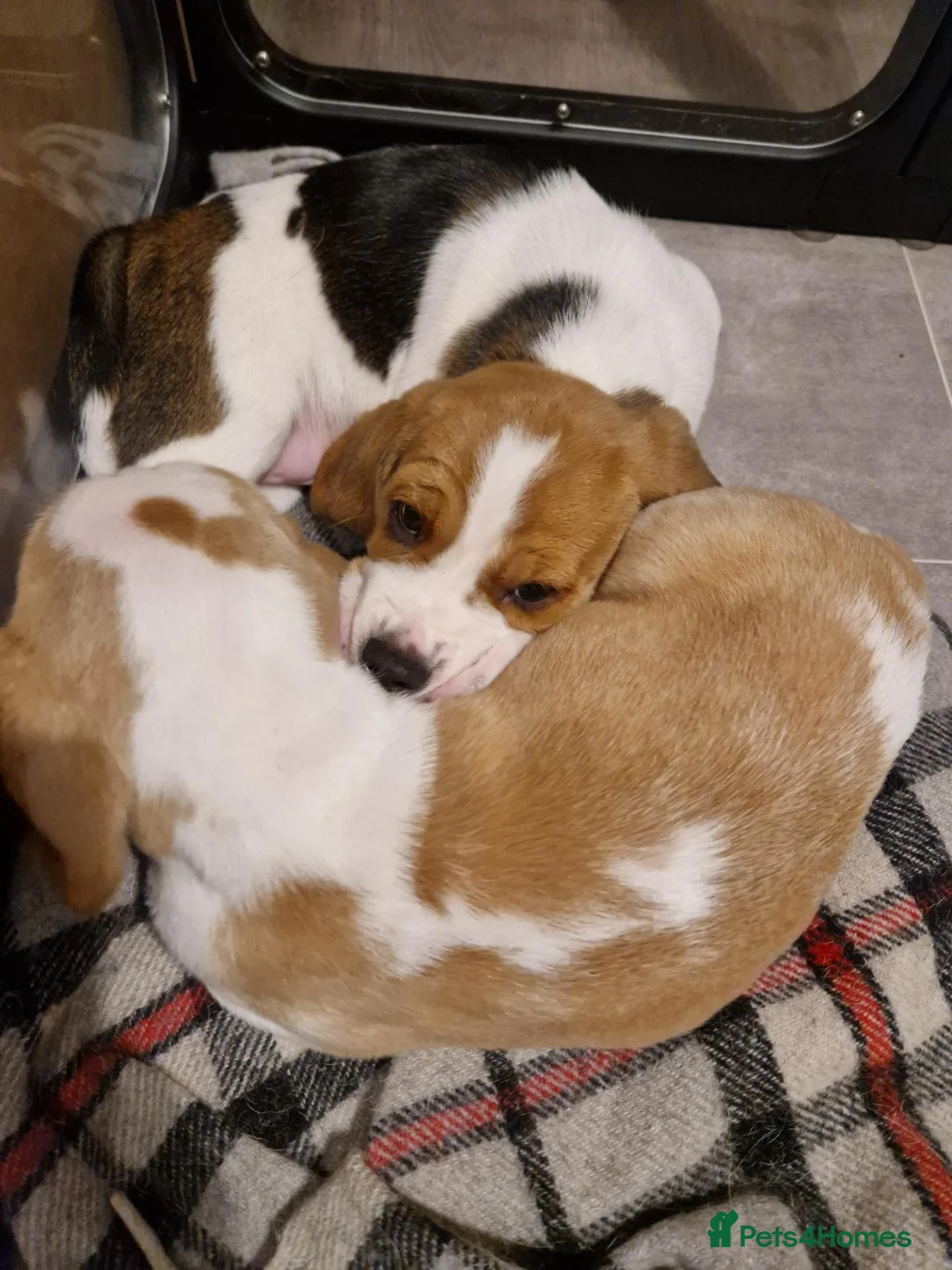 Beagle dogs for sale: 5 gen kc registered beagles - Advert 5