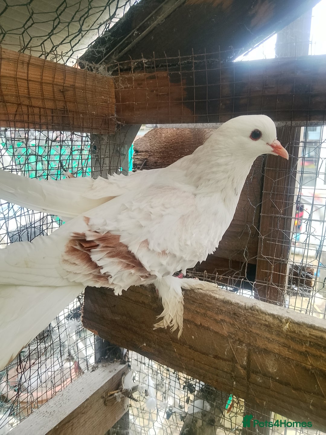 Pigeons birds for sale: Pigeon for sale - Advert 14