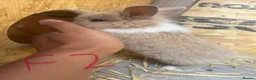 Mini Lion Lop rabbits for sale: Beautiful Mini Lion Lop Bunnies  in Rochdale - Advert 8