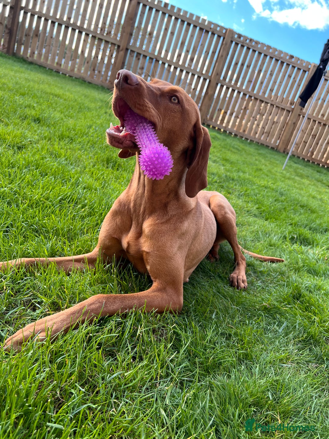 Hungarian Vizsla dogs for sale: Loveable Girl For Sale - Image 4