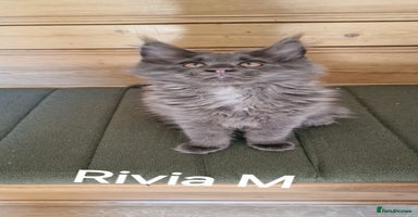 Maine Coon cats - Advert 10