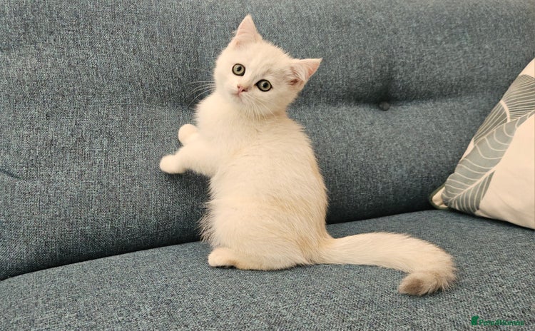Scottish Fold cats - Advert 10
