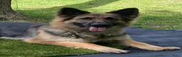 German Shepherd dogs for sale: Long haired German shepherd puppies  in Stoke-on-Trent - Advert 8