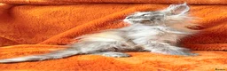 Maine Coon cats for sale: Maine coon kittens READY NOW  - Advert 10