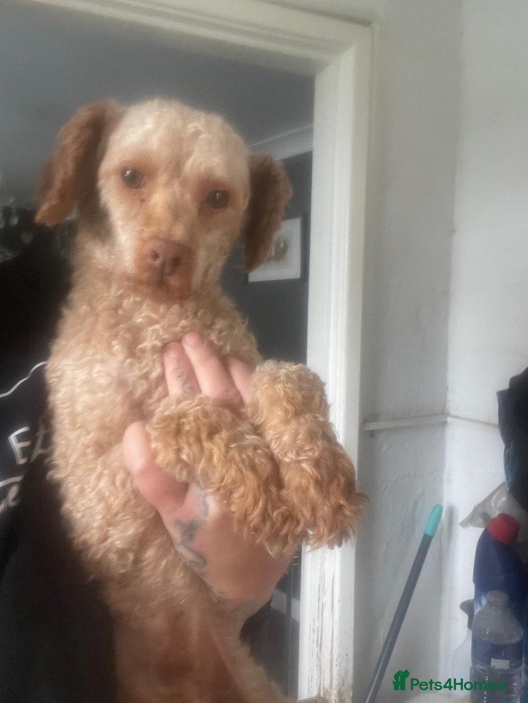 Miniature Poodle dogs for sale: Beautiful miniature cream poodles - Advert 9