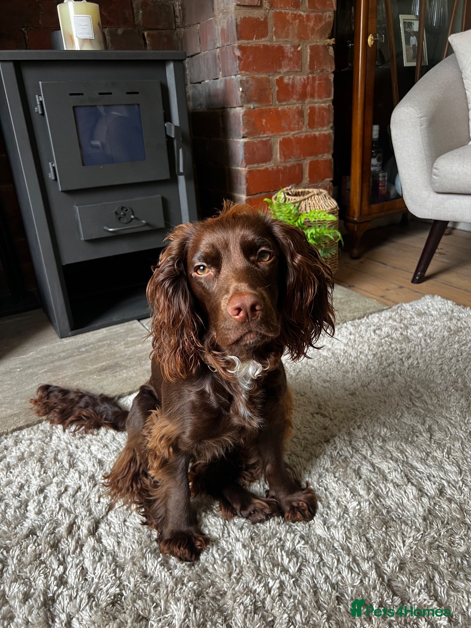Cocker Spaniel dogs Devastated to rehome - Advert 1