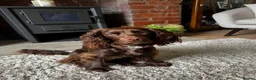 Cocker Spaniel dogs for sale: Devastated to rehome in Accrington - Advert 1