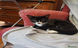 Brazilian Shorthair cats for sale: A Beautiful Kittens for sale Tuxedo Black in London - Image 7