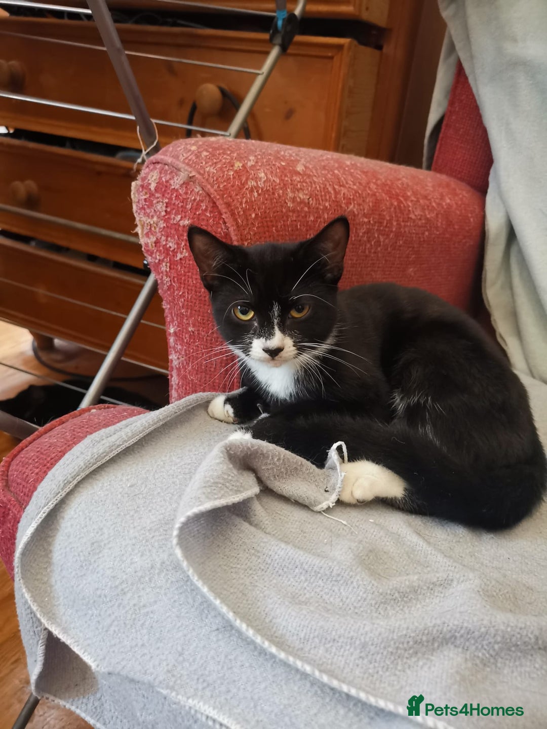 Brazilian Shorthair cats for sale: A Beautiful Kittens for sale Tuxedo Black in London - Image 7