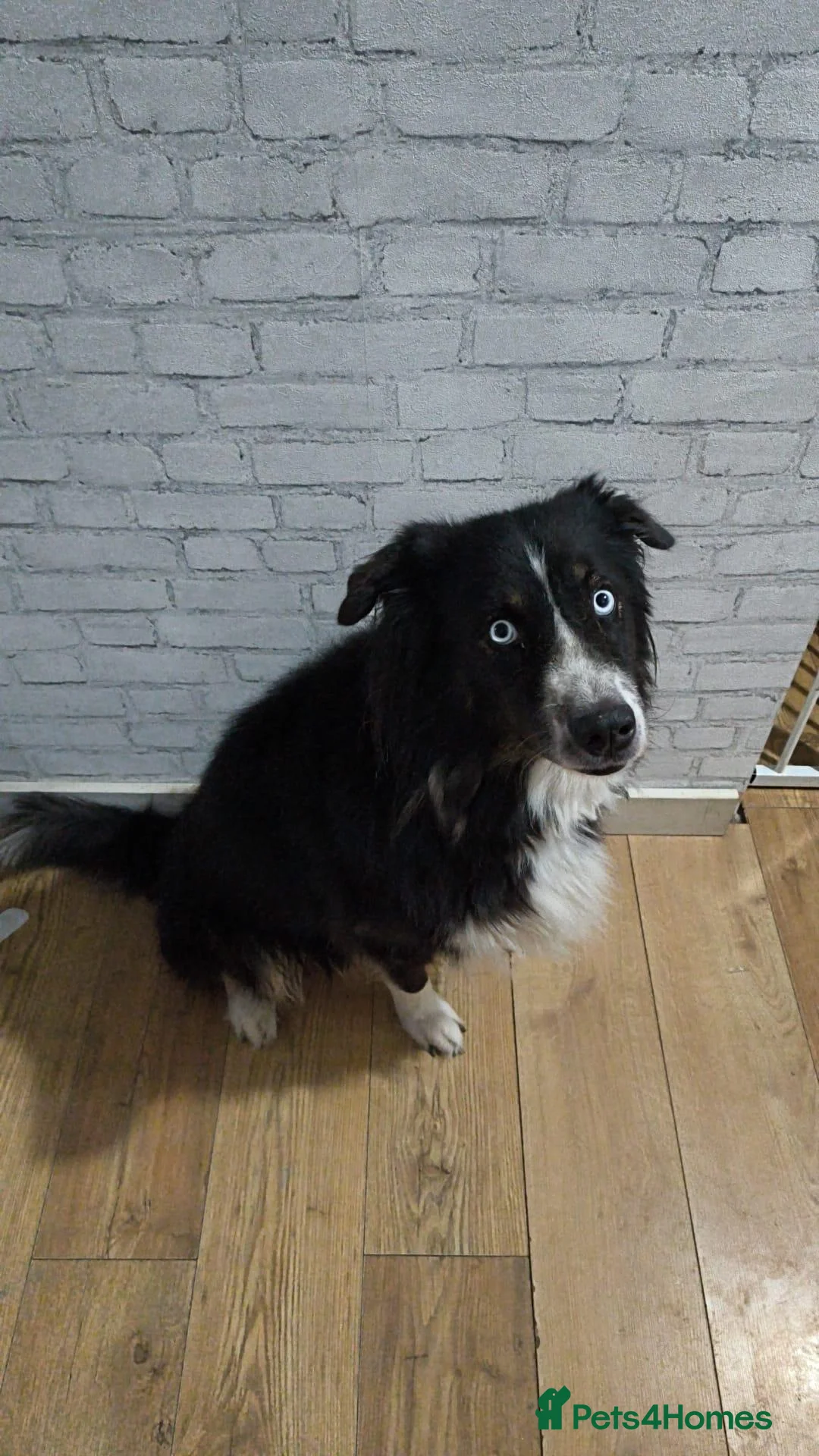 Mixed Breed dogs for sale: Loving, Friendly Dog Looking for a Forever Home in Basildon - Advert 2