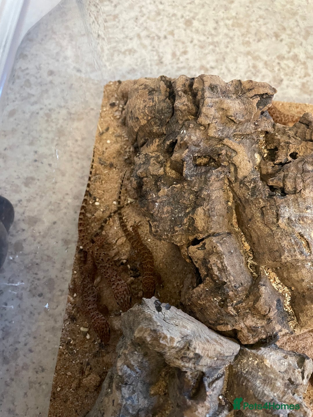 Gecko reptiles for sale: Bynoe Geckos “Heteronotia binoei “ CB25   - Image 3