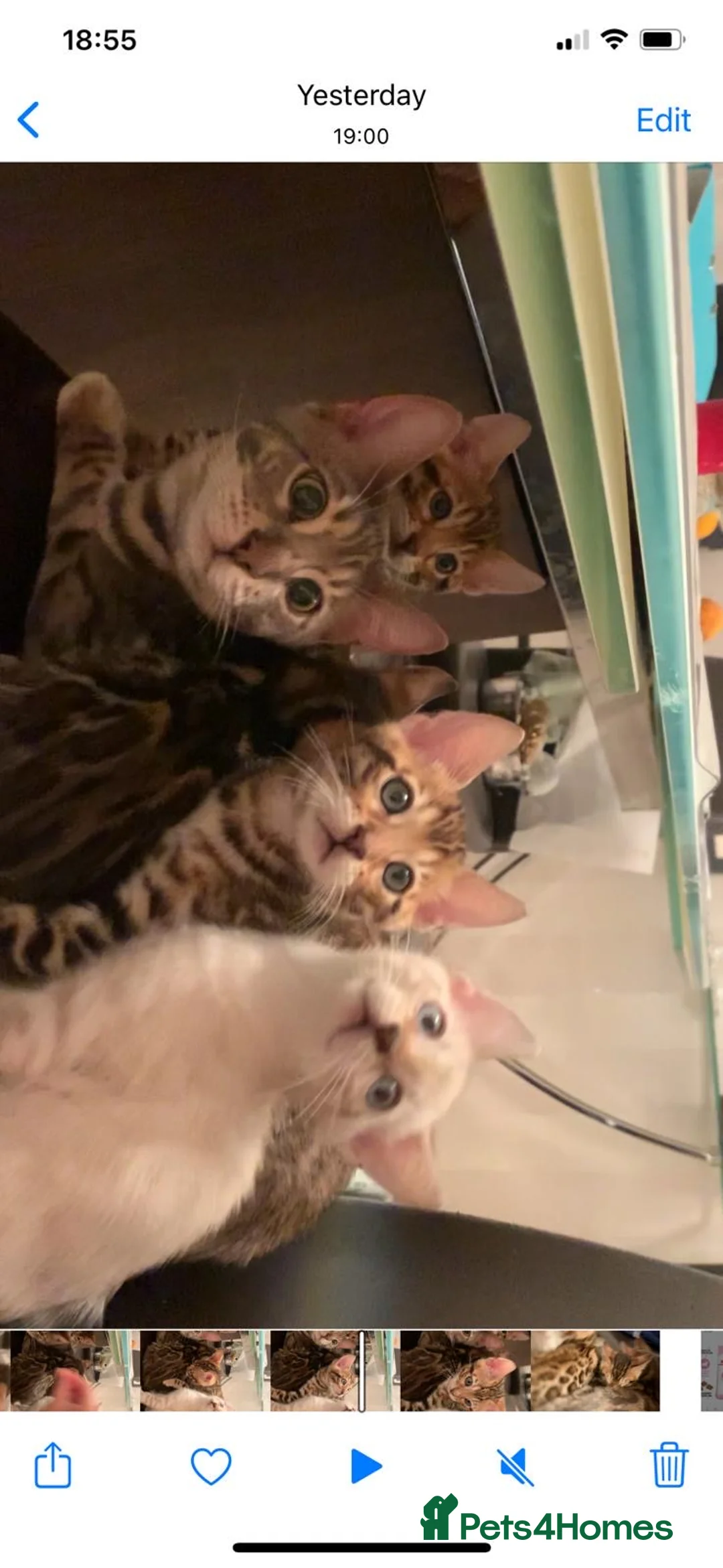 Bengal cats for sale: High Quality Bengal Kittens  - Advert 2