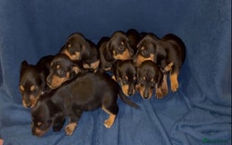 Dachshund dogs for sale: 8 dachshund puppies for sale 5 girls 3 boys  - Image 1