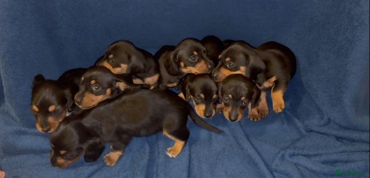 Dachshund dogs - Advert 2