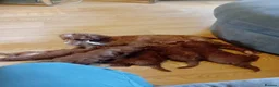 Miniature Poodle dogs for sale: 5 beautiful miniature poodles  - Advert 1