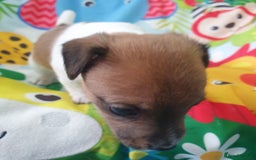 Jack Russell dogs for sale: Jack Russell puppies  - Image 7