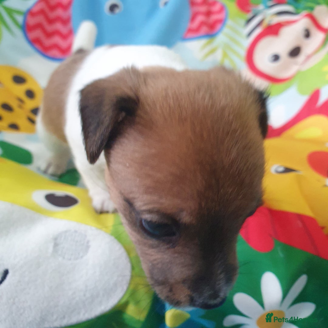 Jack Russell dogs for sale: Jack Russell puppies  - Image 7