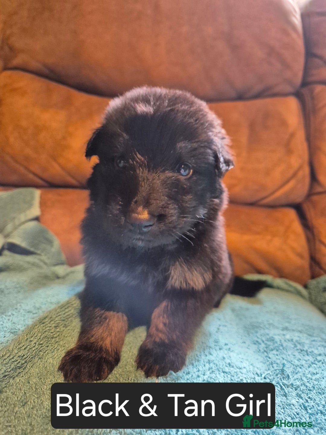 German Shepherd dogs for sale: KC German Shepherd Puppies Blue, White & Black/Tan - Image 11
