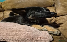 German Shepherd dogs for sale: Ready Now-KC, health Tested German Shepherd Pups - Image 5