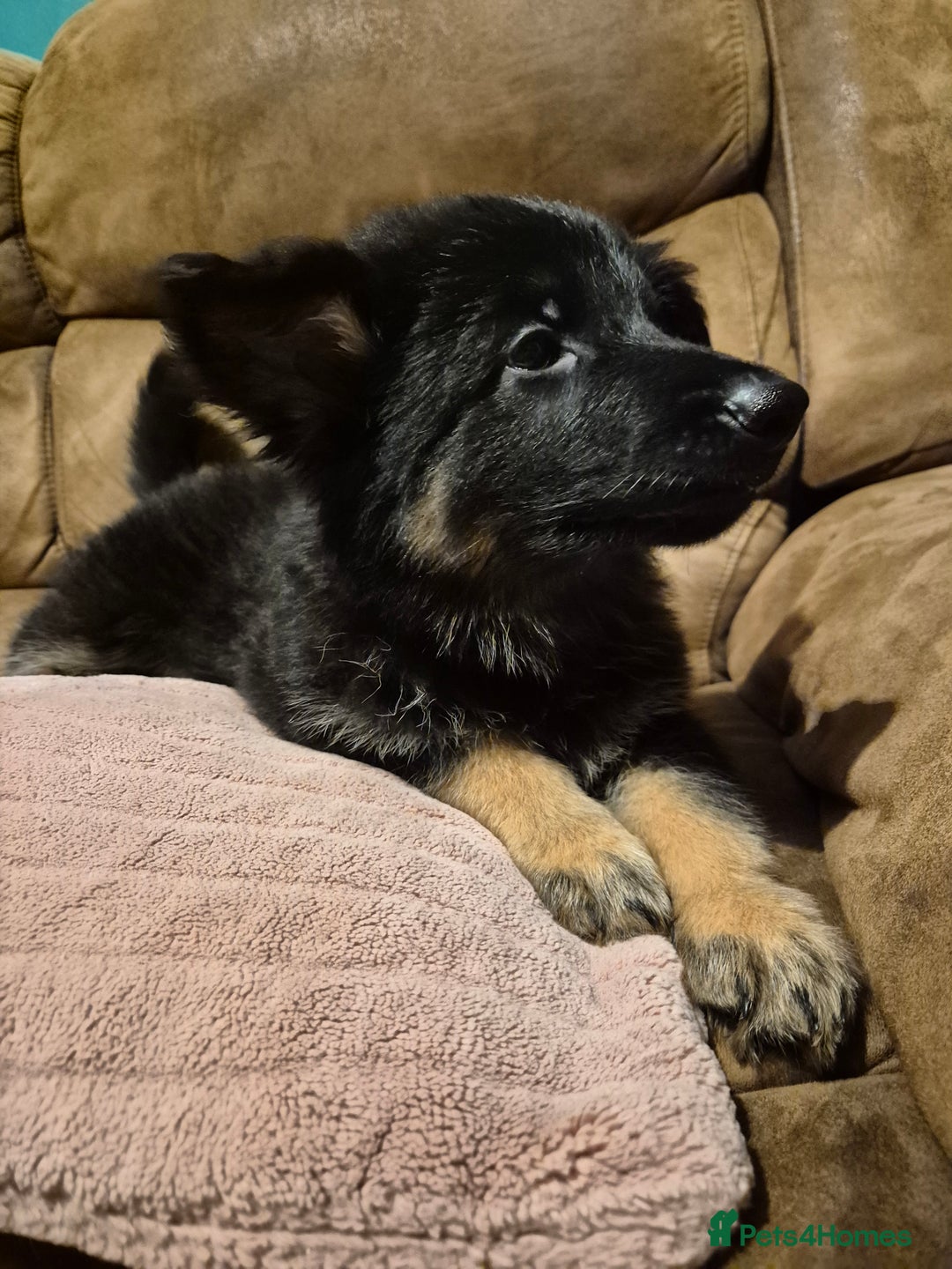 German Shepherd dogs for sale: Ready Now-KC, health Tested German Shepherd Pups - Image 5