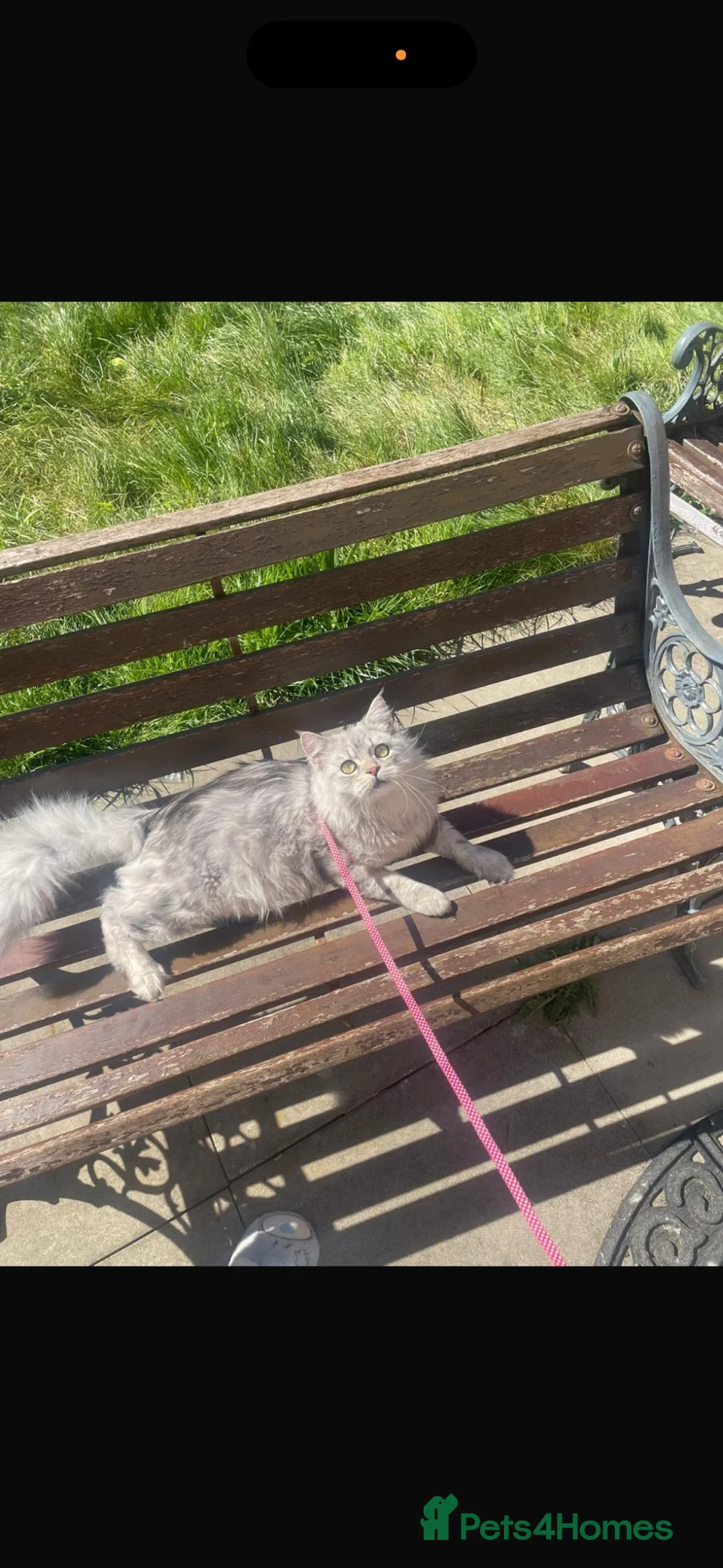 Mixed Breed cats for sale: Persian x ragdoll  in Coventry - Advert 4