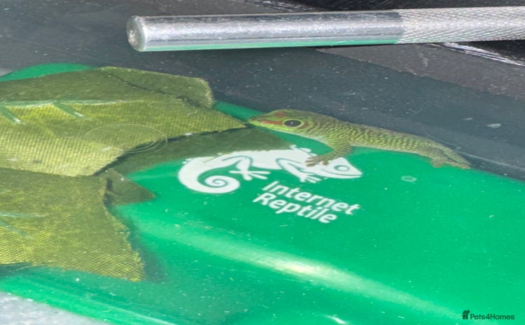 Gecko reptiles - Advert 3