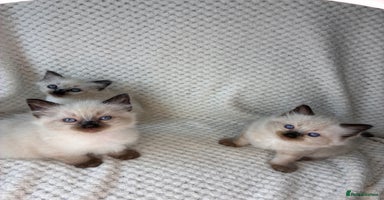 Ragdoll cats - Advert 11