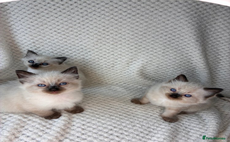 Ragdoll cats - Advert 14