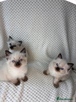 Ragdoll cats - Advert 11