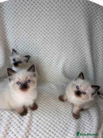 Ragdoll cats - Advert 14