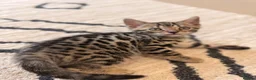Bengal cats for sale: 🌟 Stunning Female Bengal Kittens Available! 🌟 - Advert 8