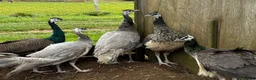 Mixed Breed poultry for sale: Guineafowl & Peafowl for sale  - Advert 6