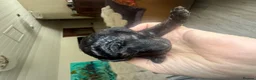 Mixed Breed dogs for sale:  Beautiful Toy Poodle Cross Puppies - Advert 10