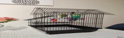 Budgerigars birds for sale: Ben and Bella  in London - Advert 4