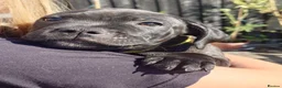 Staffordshire Bull Terrier dogs for sale: Stunning brindle Staffordshire Bull terrier pups - Advert 13
