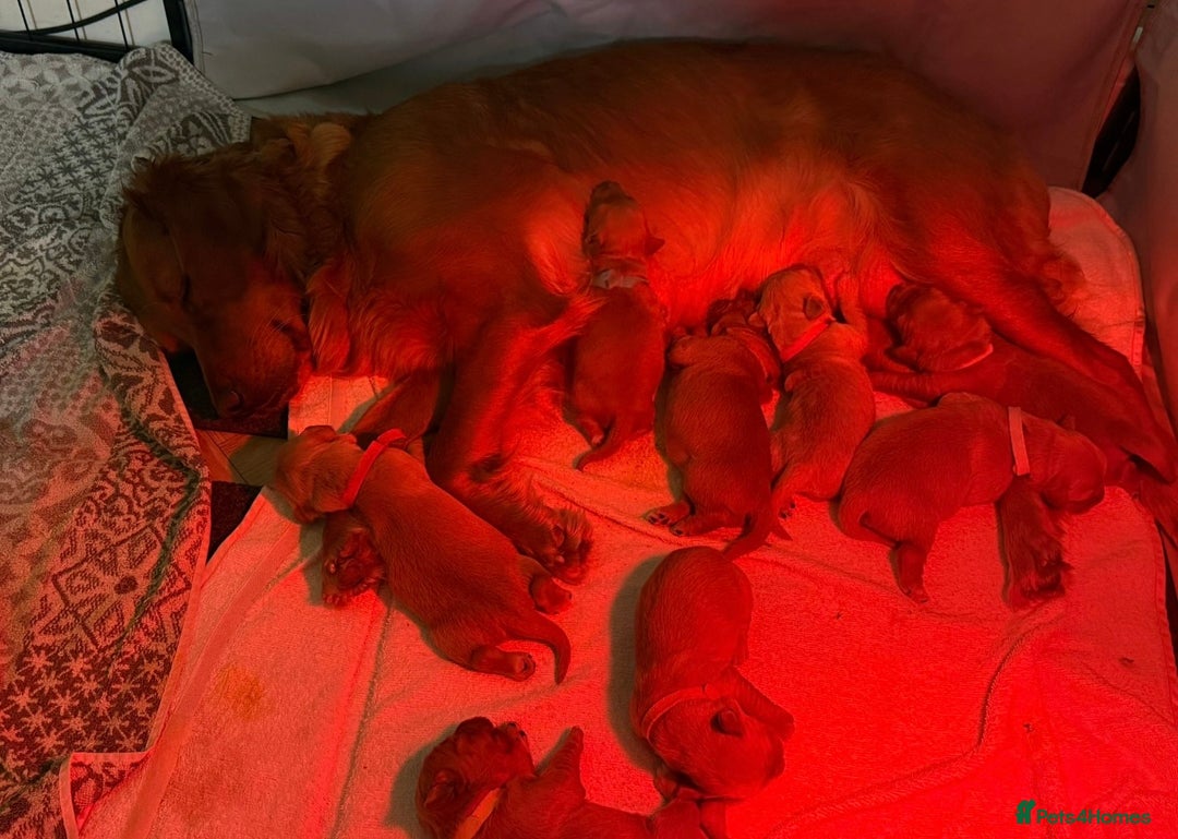 Golden Retriever dogs for sale: KC Registered Championship Line Golden Retrievers - Advert 10