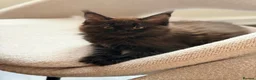 Maine Coon cats for sale: 💙 Male Maine Coon kitten TICA registered 💙 - Advert 7