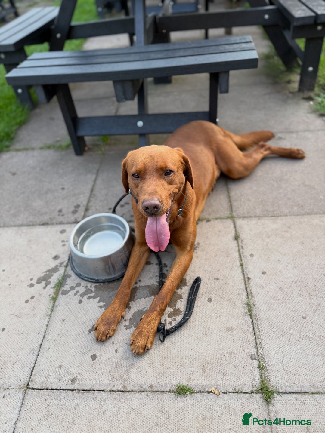 Labrador Retriever dogs for stud: Fox Red Labrador - Advert 5