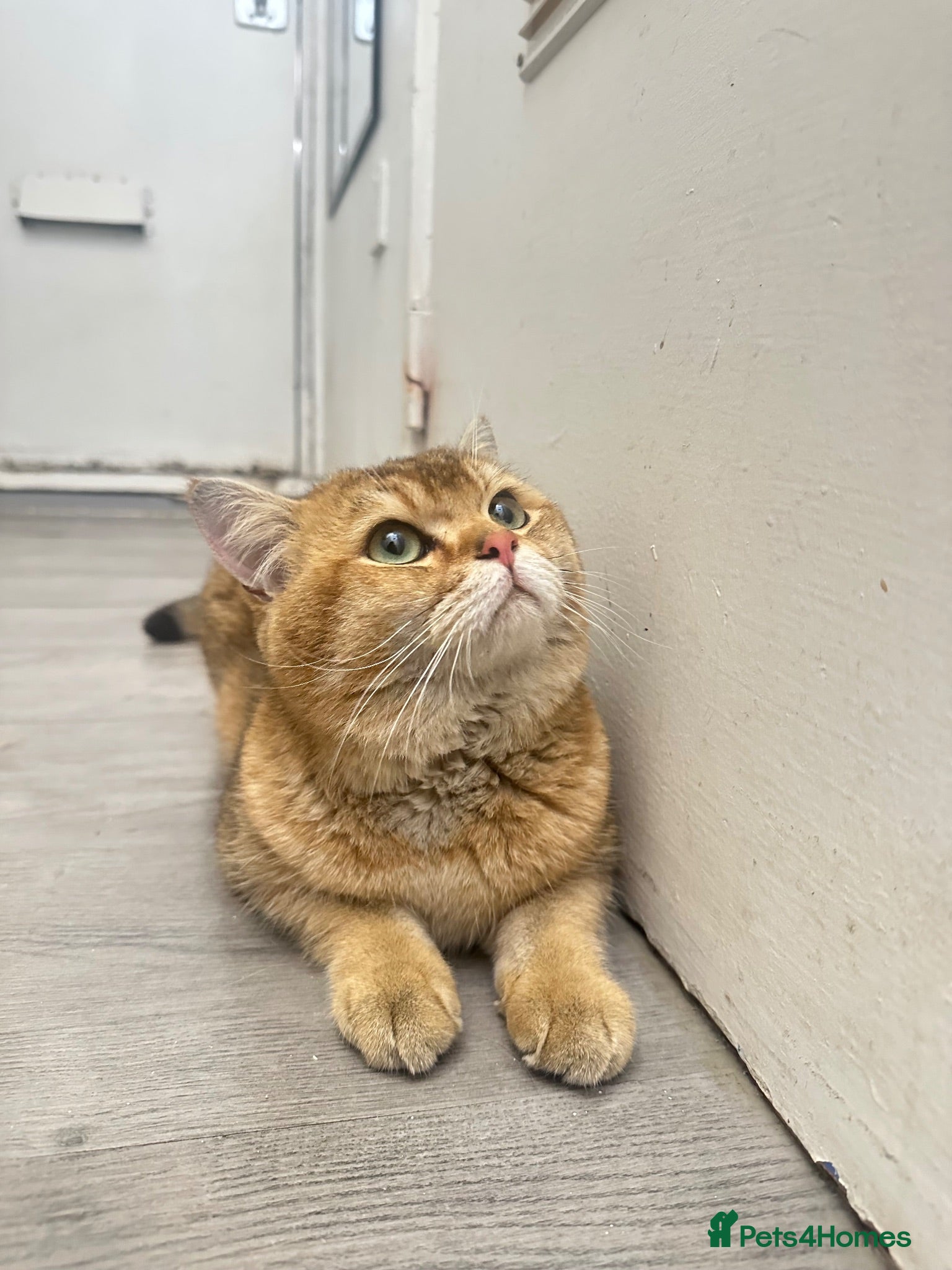 British Shorthair cats Stud BSH  - Advert 1