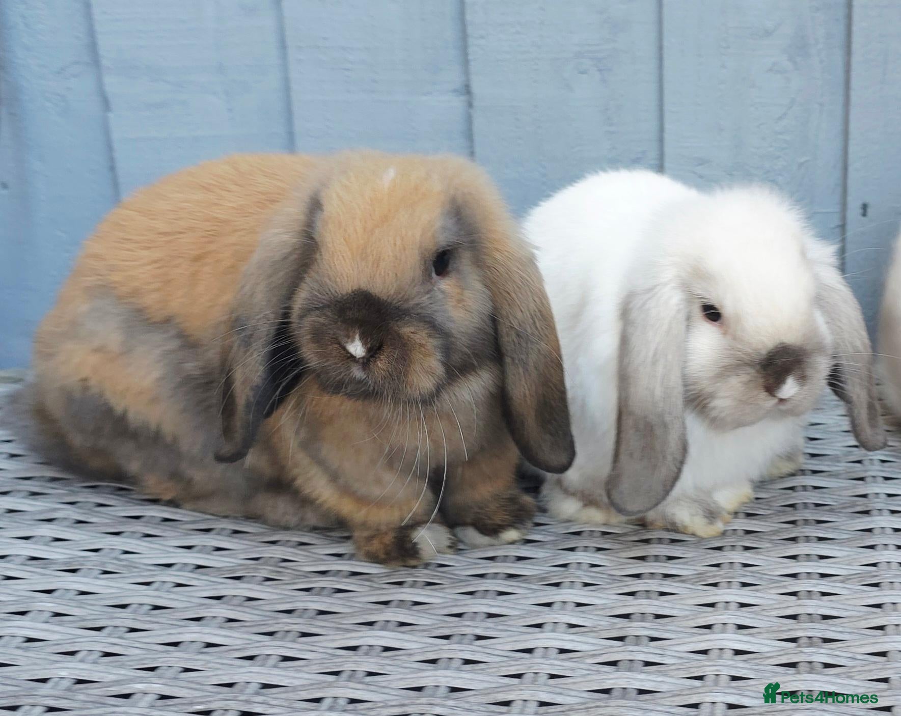 Mini Lop rabbits Gorgeous Baby Mini Lop Girl - Advert 1
