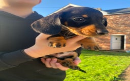 Dachshund dogs for sale: Miniature Dachshund Puppies ⭐️ only two left ⭐️ - Advert 17