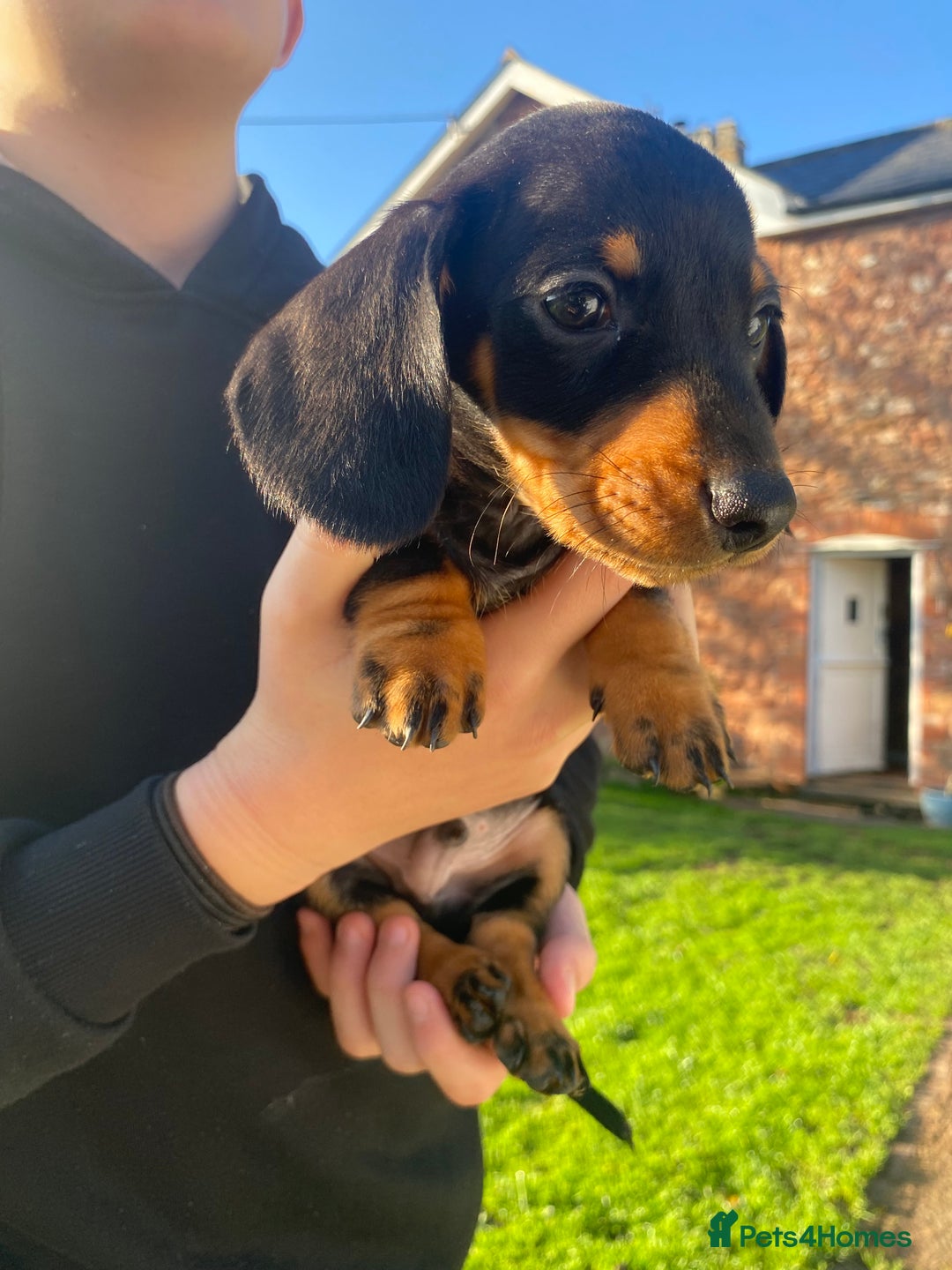 Dachshund dogs for sale: Miniature Dachshund Puppies ⭐️ only two left ⭐️ - Advert 17