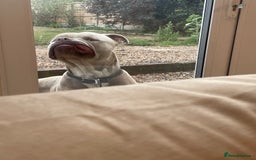 American Bull Staffy dogs for sale: Looking for a Loving Home for My Gentle Giant - Image 3