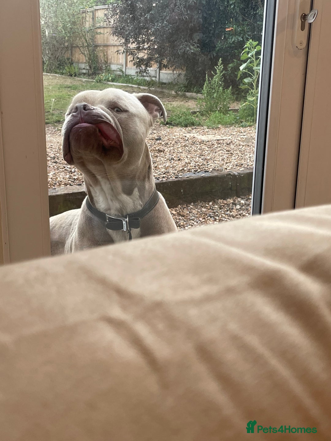 American Bull Staffy dogs for sale: Looking for a Loving Home for My Gentle Giant - Image 3