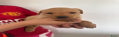Labrador Retriever 6