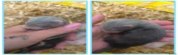 Ferret rodents for sale: Beautiful ferret kits - Advert 2