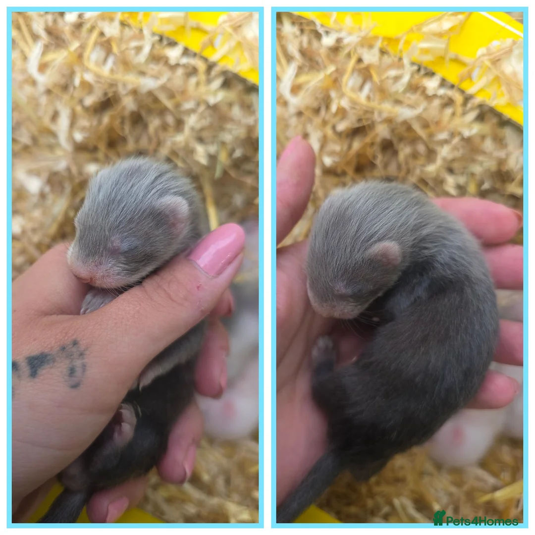 Ferret rodents for sale: Beautiful ferret kits - Advert 2